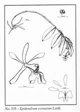 Epidendrum Cornutum Lindl Subgroup 1841 Group sketch template