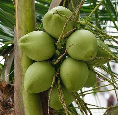 klasifikasi kelapa uchaal