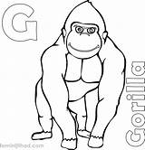Gorilla Coloring Pages Kids Silverback Color Printable Easy Getdrawings Print Getcolorings Cool sketch template