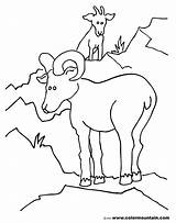 Coloring Goat Pages Ibex Alpine Animals Mountain 2450 Printable Drawing Designlooter 73kb 1800 Getcolorings Getdrawings Printab sketch template
