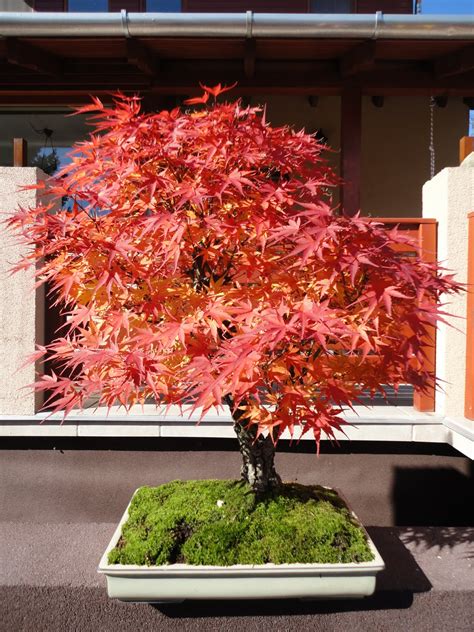 Both Holes Fertilizing Mature Japanese Maple Tree How Do