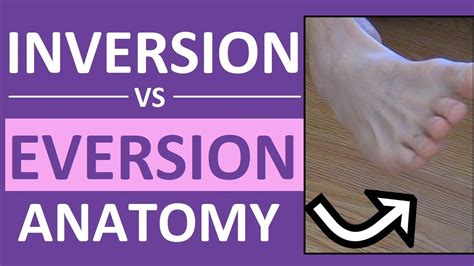 inversion  eversion   foot ankle body movement terms anatomy