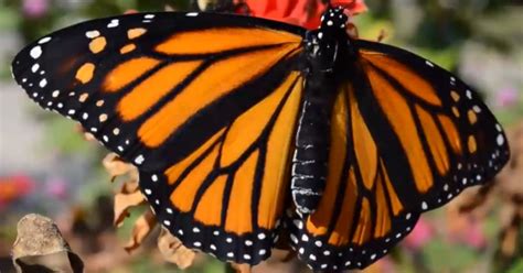 fighting  save   monarch population