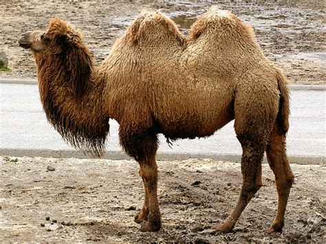 about camel facts on camels description and distribution of camel