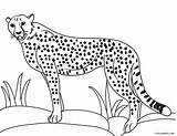 Geparden Gepard Malvorlagen sketch template