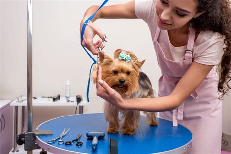 professional dog grooming  dog grooming questions answered