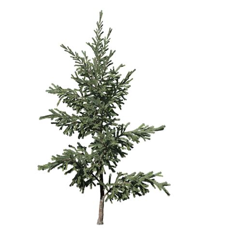 norway spruce sapling speedtree
