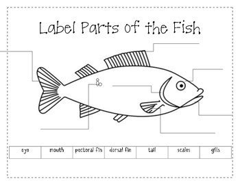 labelled diagram   fish general wiring diagram