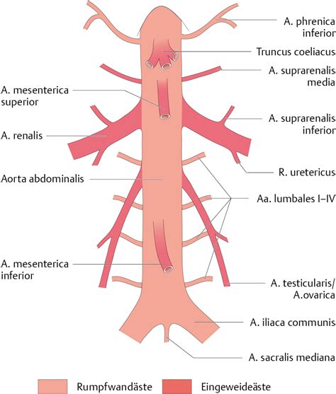 aorta abdominalis anatomie lernen bauch weg arterien