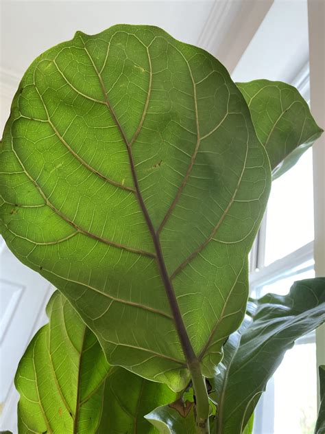 brownpurple underside veins  fiddle leaf fig plant resource