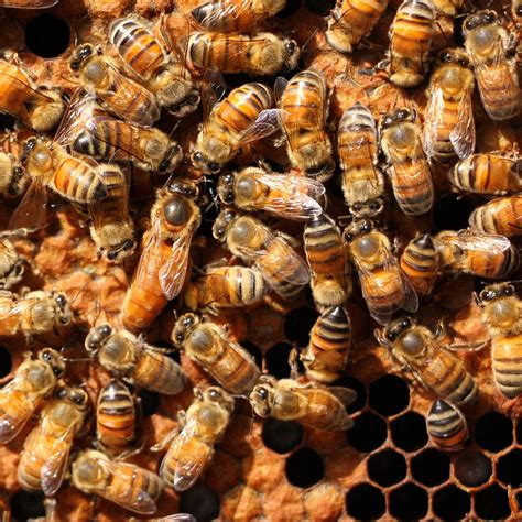 queenspotting how to find your queen bee beekeeping like a girl