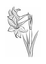 Coloring Amaryllis Pages Flowers Flower Drawing Printable Getdrawings Categories sketch template