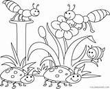 Insect Coloring4free Insects sketch template
