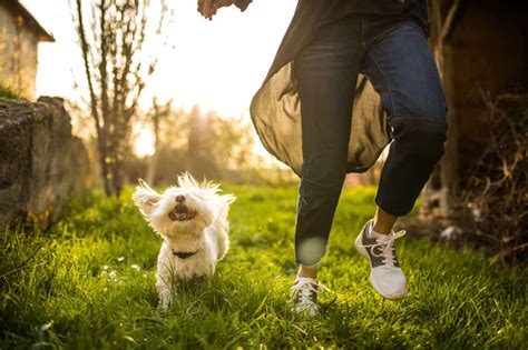 dog walking  health benefits  walks   dog helpguideorg