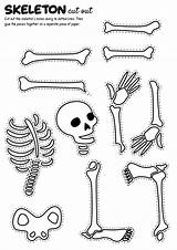 Skeleton Cut Worksheet Bone Printable Worksheets Bones Human Worksheeto Via Skull Unlabeled sketch template