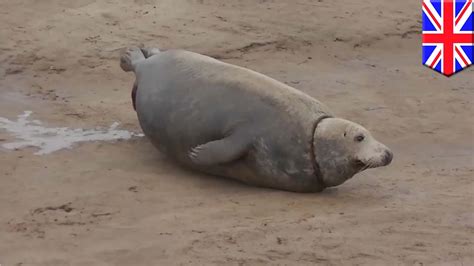 seal gives birth pregnant mother seal gives birth at donna nook national nature reserve youtube