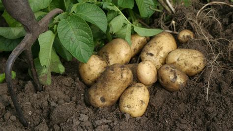 aardappelen aanaarden en bemesten dcm
