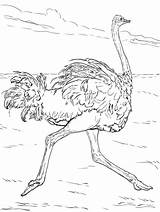 Ostrich Autruche Coloriage Imprimer Angry Animaux Ostriches Supercoloring Autruches Depuis sketch template
