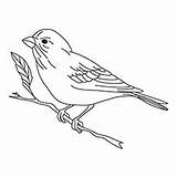 Finch Bird Coloring Pages Printable Color Online Birds Designlooter Drawings Kids Toddler Top Printables 230px 52kb Crow Canary Animal Children sketch template