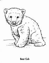 Bear Coloring Pages Baby Cubs Polar Cub Drawing Animals Winter Chicago Bears Line Grizzly Drawings Animal Printable Wolf Color Cute sketch template