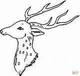 Deer Hirschkopf Rusa Mewarnai Chevreuil Ausmalbild Cervo Head Ciervo Cabeza Animali Colorier sketch template