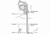 Esophageal Esophagus Digestive Symptoms Treatments sketch template