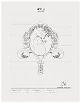 Womb Fetus Uterus sketch template