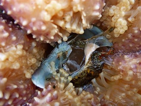 buzz s marine life of puget sound jul 4 2013