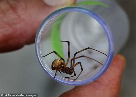 Male Spiders Prefer Having Sex With Older Females Daily Mail Online