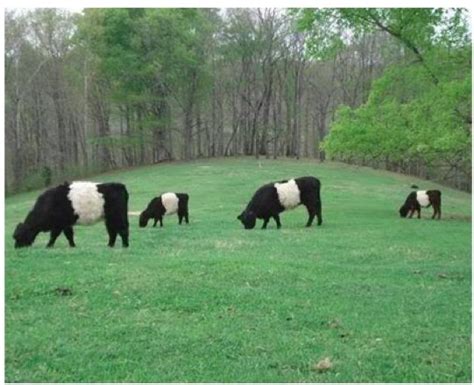 post  background information  raising miniature cattle  describes