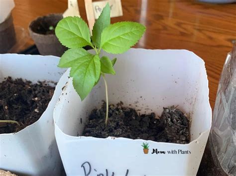 growing apple trees  seeds mom  plants