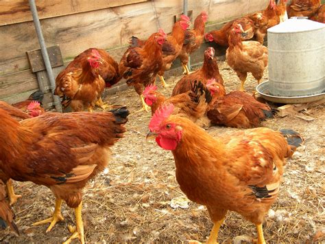 comprehensive guide  chinas poultry industry  poultry guide