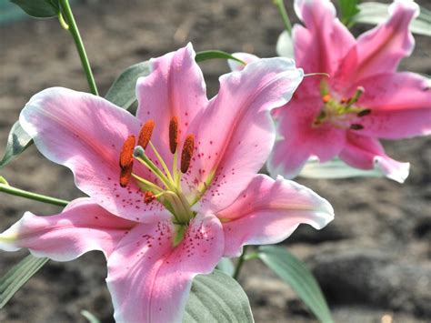 caring  lilies hgtv