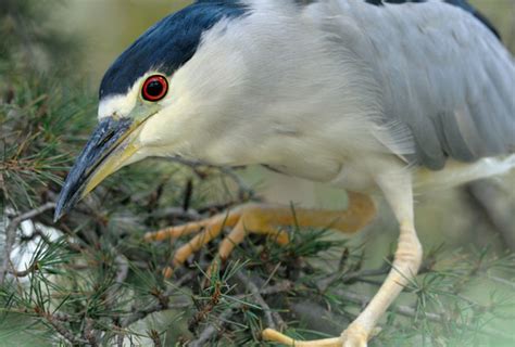 photo gallery  nelapattu bird sanctuary explore nelapattu bird sanctuary  special