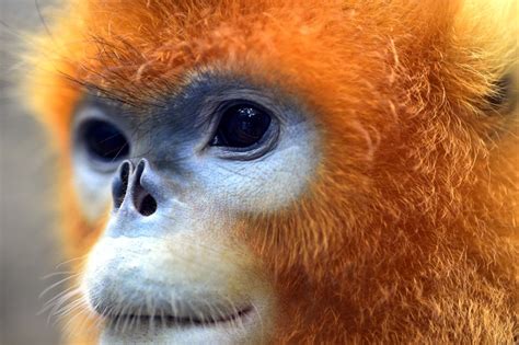 golden snub nosed monkey rnatureisfuckinglit