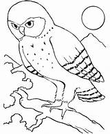 Coloring Night Pages Howling Getdrawings Owl Bird Color Starry Getcolorings Colorings sketch template