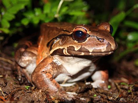 largest frogs   world   animals