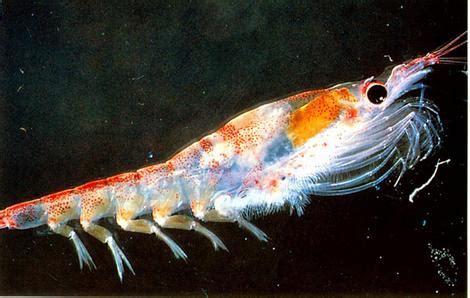 krill aquatic animals