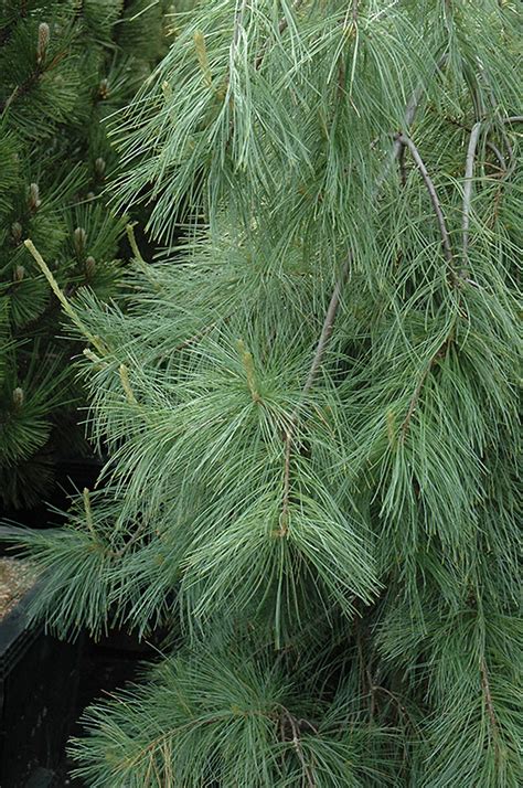 weeping eastern white pine pinus strobus pendula  edmonton st