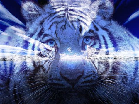 blue tiger  ilnanny  deviantart