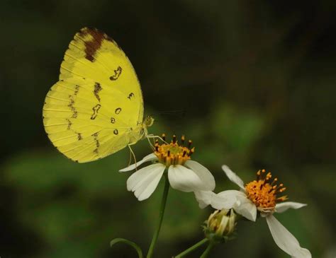 butterflies  vietnam  eurema andersoni sadanobui   spot grass yellow