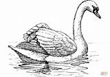 Cisne Swans Sheets Swan Flotando Mute Cisnes Categorías sketch template