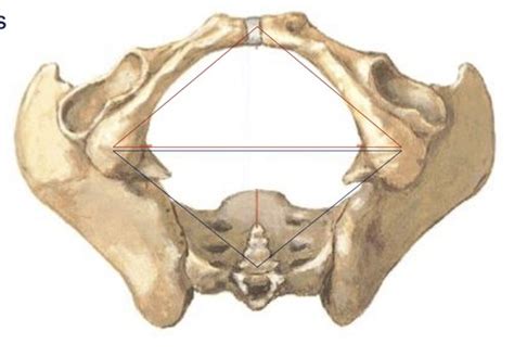 Tap Anatomy — Anal Triangle U3 Flashcards Quizlet