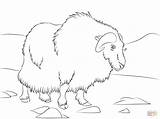 Coloring Musk Ox sketch template