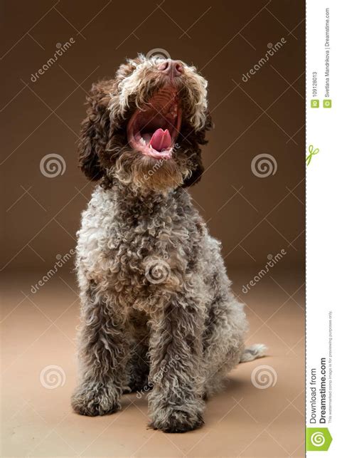 beautiful brown fluffy puppy stock image image  isolated portrait