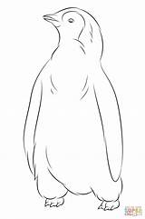 Penguin Coloring Baby Pages Penguins Printable Cute Drawing sketch template