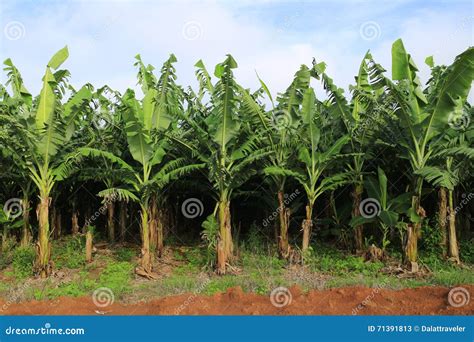 banana farm stock image image  group climate jungle