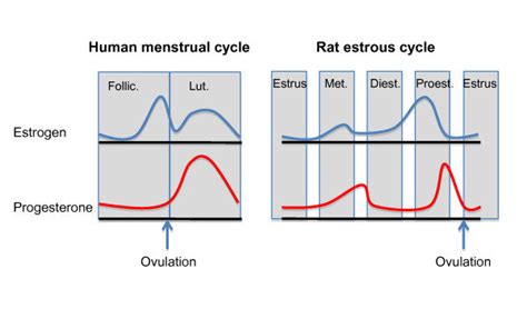 the menstrual cycle and the estrous cycle [164] download scientific
