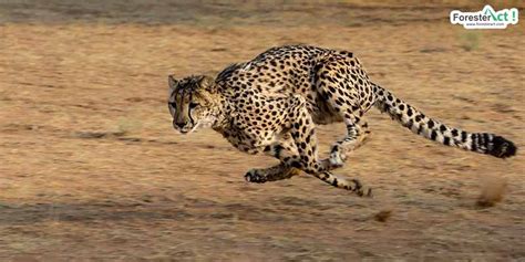 cheetah berlari