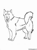 Coloring Pages Inuit Eskimo Dog Getcolorings Canadian sketch template